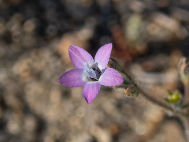 Gilia tenuiflora subsp. tenuiflora photo 2