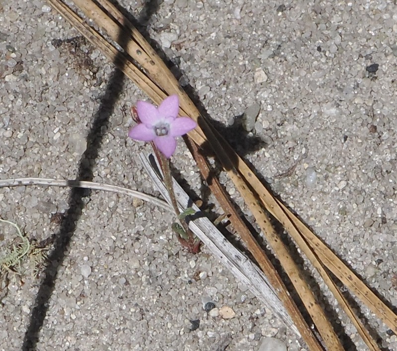 Gilia tenuiflora subsp. tenuiflora photo 3