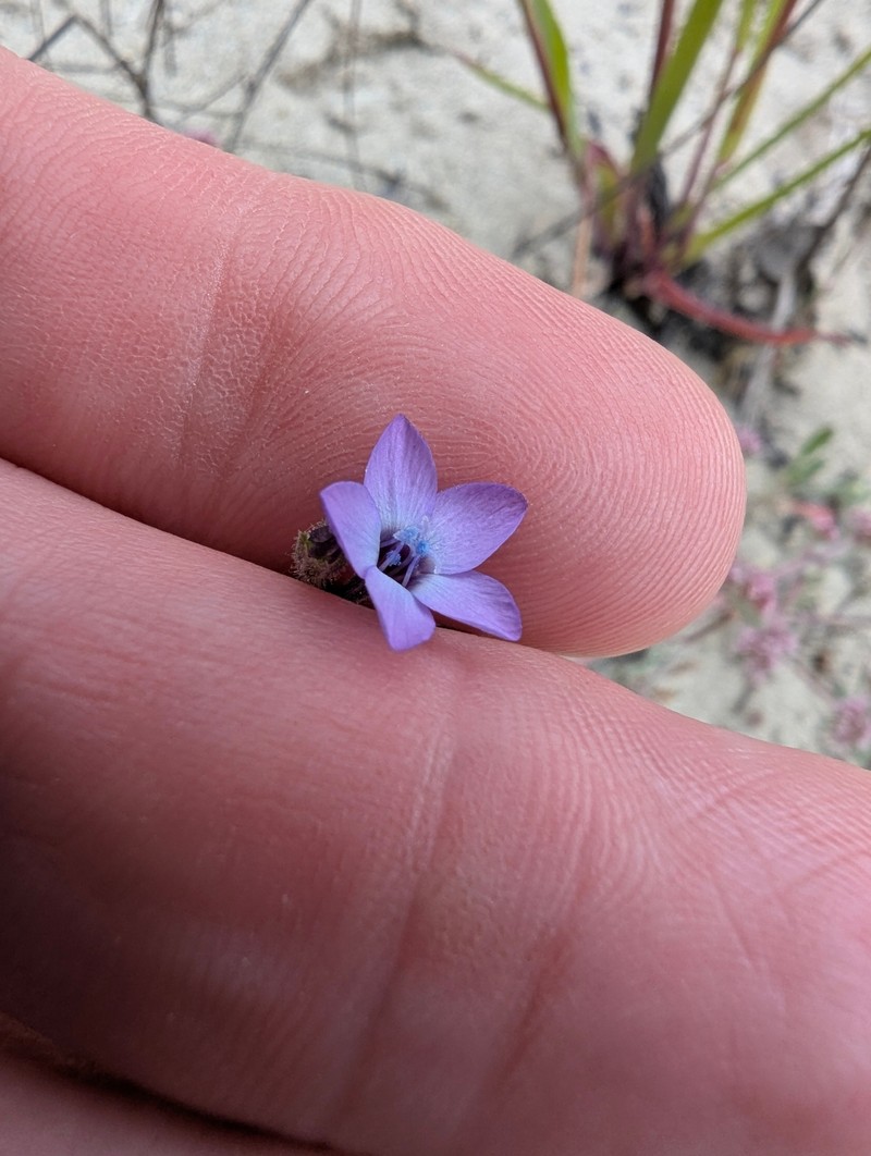 Gilia tenuiflora subsp. tenuiflora photo 4