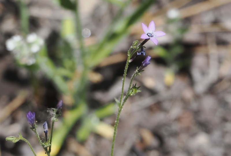 Gilia tenuiflora subsp. tenuiflora photo 5