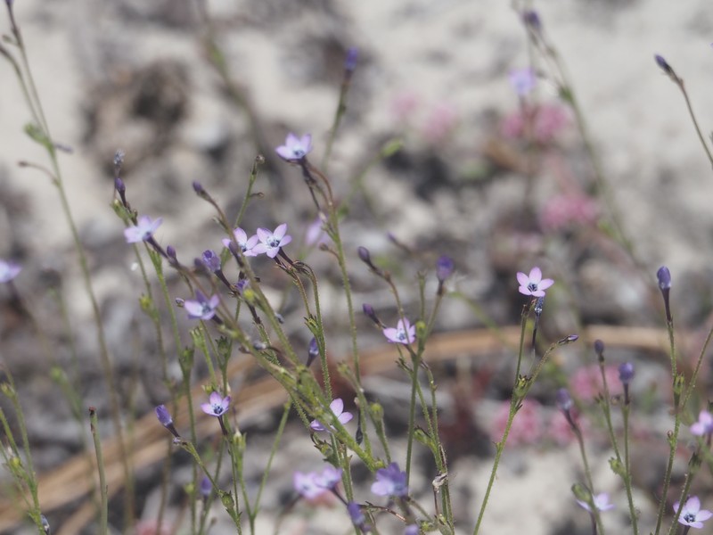 Gilia tenuiflora subsp. tenuiflora photo 6