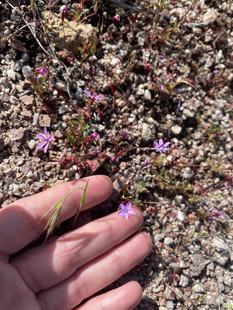 Gilia tenuiflora subsp. tenuiflora photo 8
