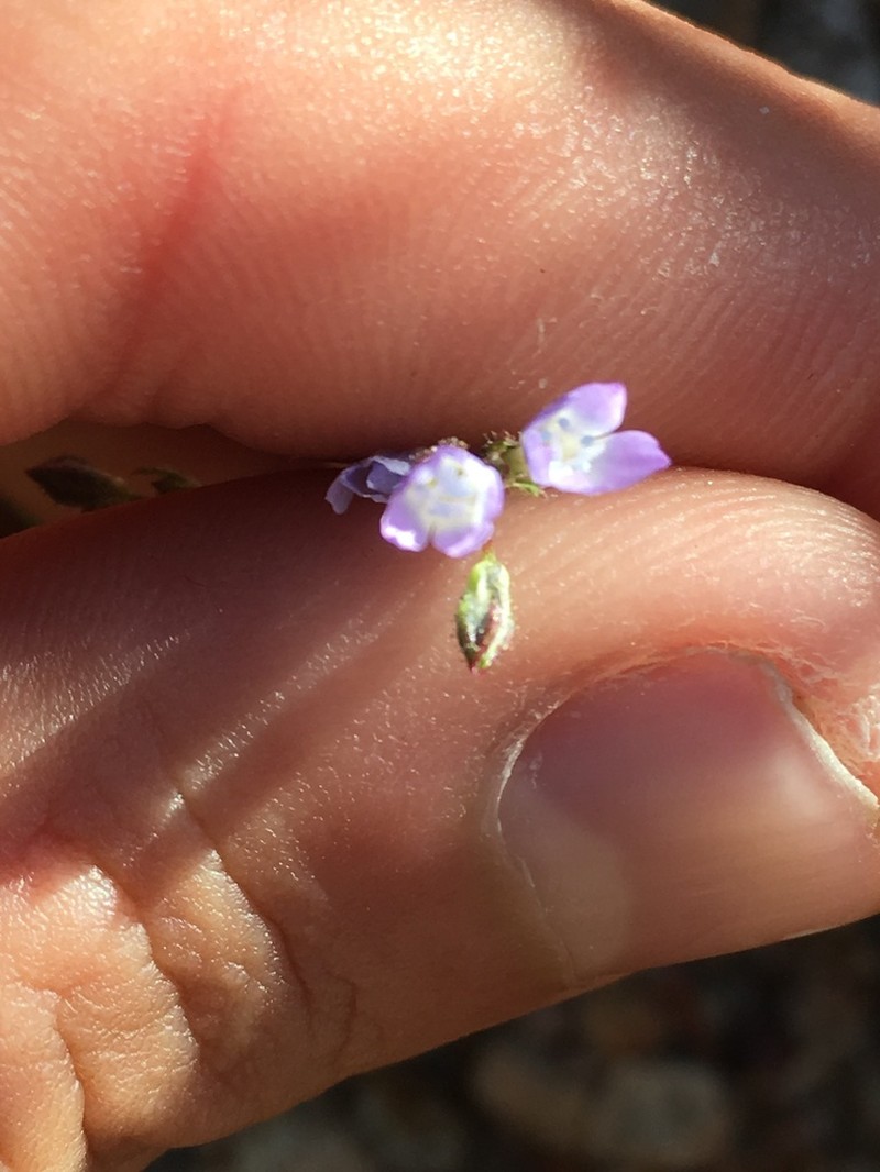 Transmontane Gilia