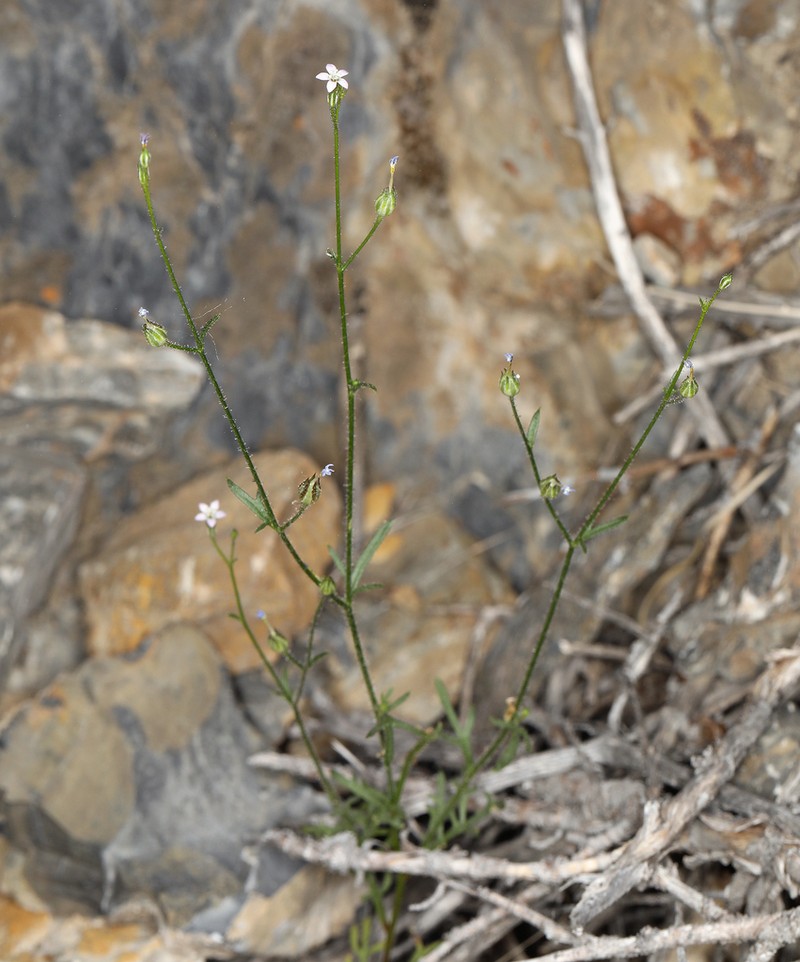 Transmontane Gilia photo 3