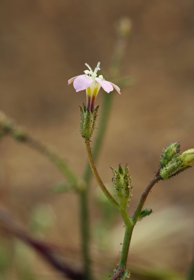Transmontane Gilia photo 4