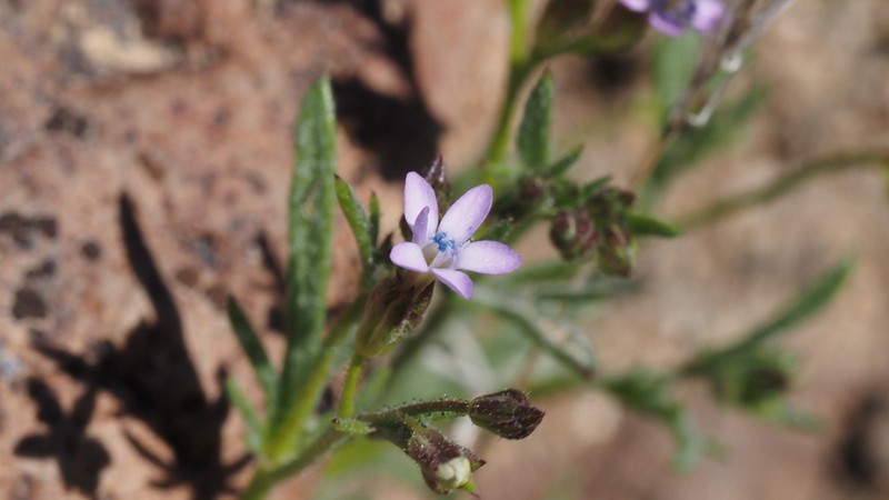 Transmontane Gilia photo 5