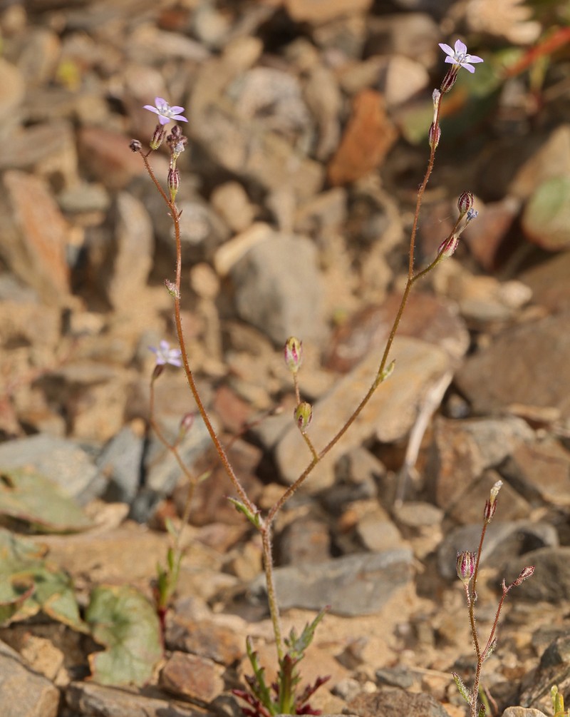 Transmontane Gilia photo 6