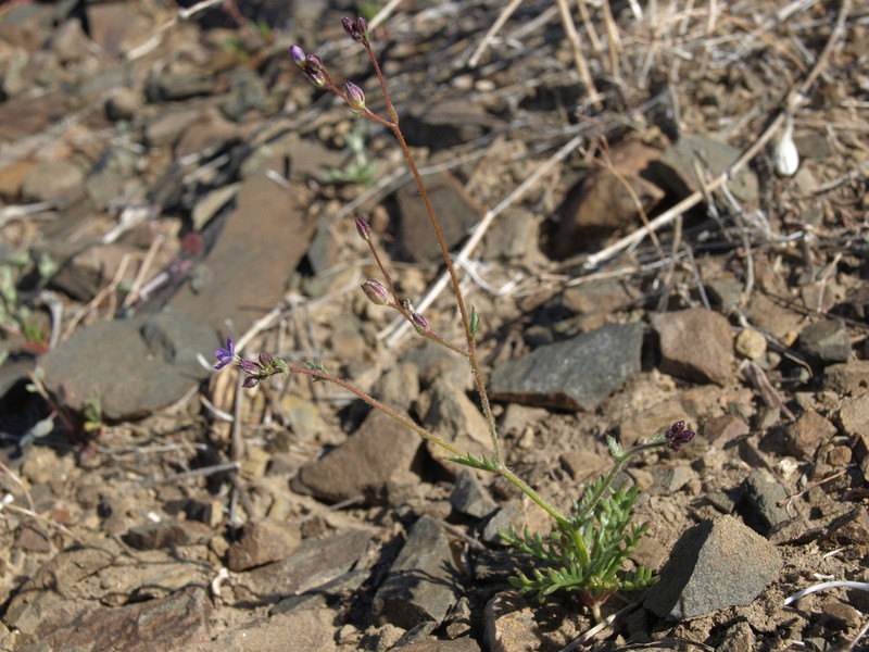 Transmontane Gilia photo 7