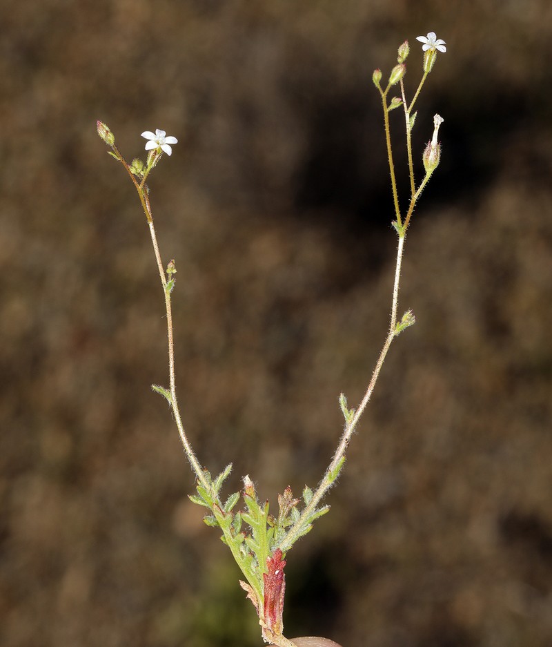 Transmontane Gilia photo 8