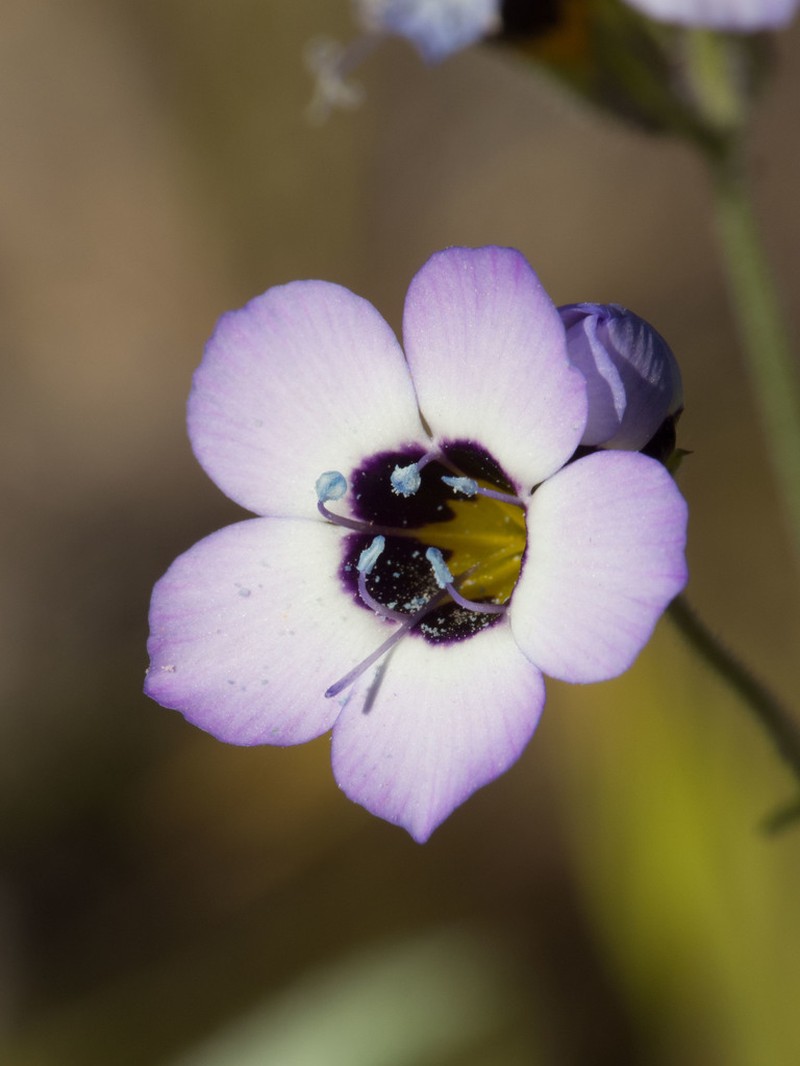 Bird's-Eye Gilia