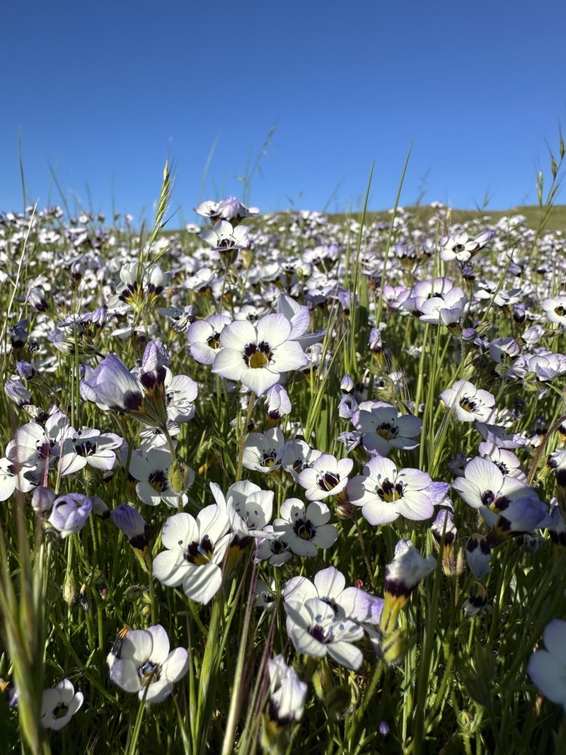 Bird's-Eye Gilia photo 2