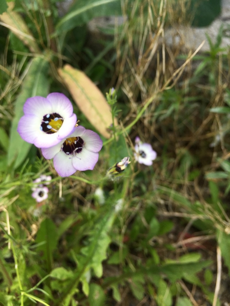 Bird's-Eye Gilia photo 3