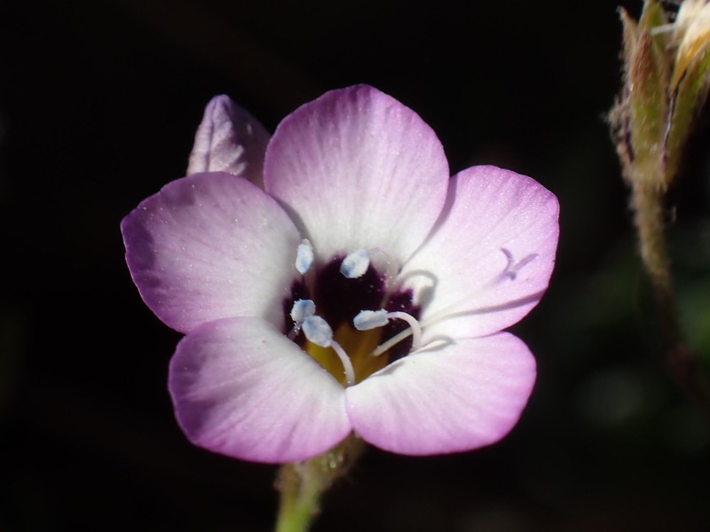 Bird's-Eye Gilia photo 4