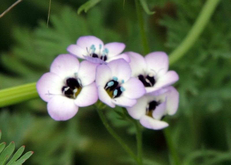 Bird's-Eye Gilia photo 5