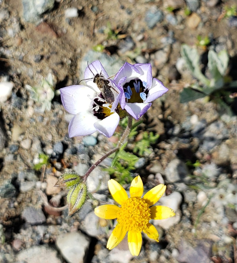 Bird's-Eye Gilia photo 6