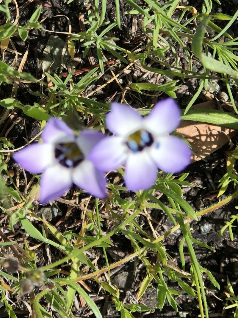 Bird's-Eye Gilia photo 7