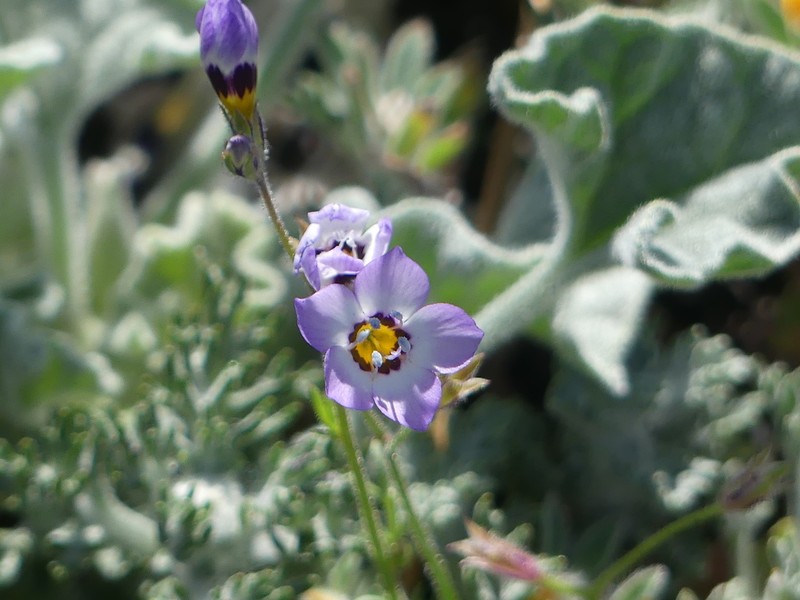Bird's-Eye Gilia photo 8