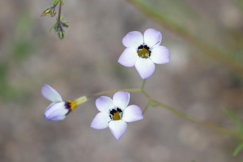 Gilia tricolor subsp. diffusa