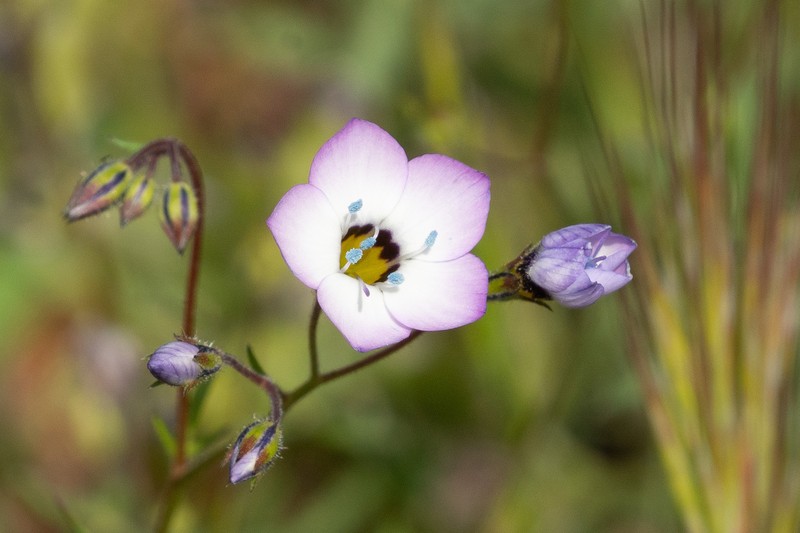 Gilia tricolor subsp. diffusa photo 2