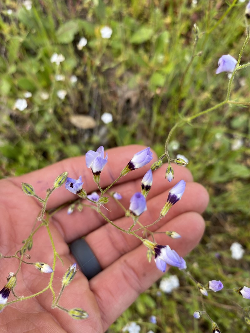 Gilia tricolor subsp. diffusa photo 3