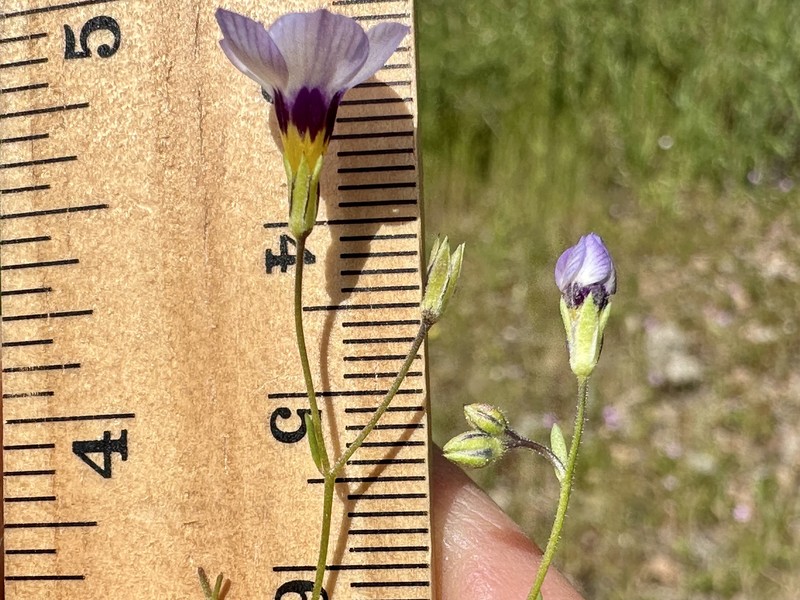 Gilia tricolor subsp. diffusa photo 4