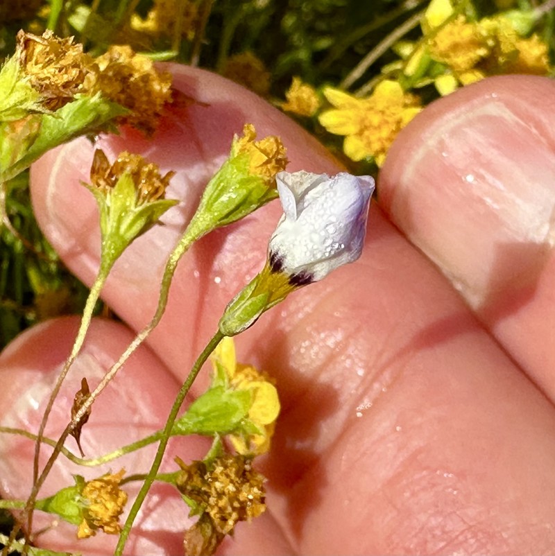 Gilia tricolor subsp. diffusa photo 5