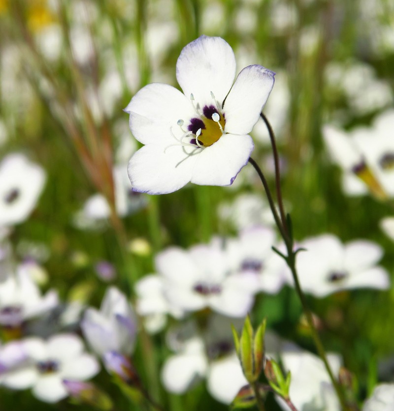 Gilia tricolor subsp. diffusa photo 6