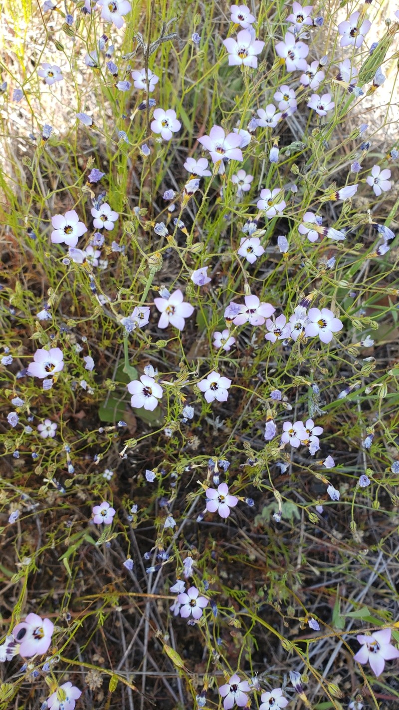 Gilia tricolor subsp. diffusa photo 7