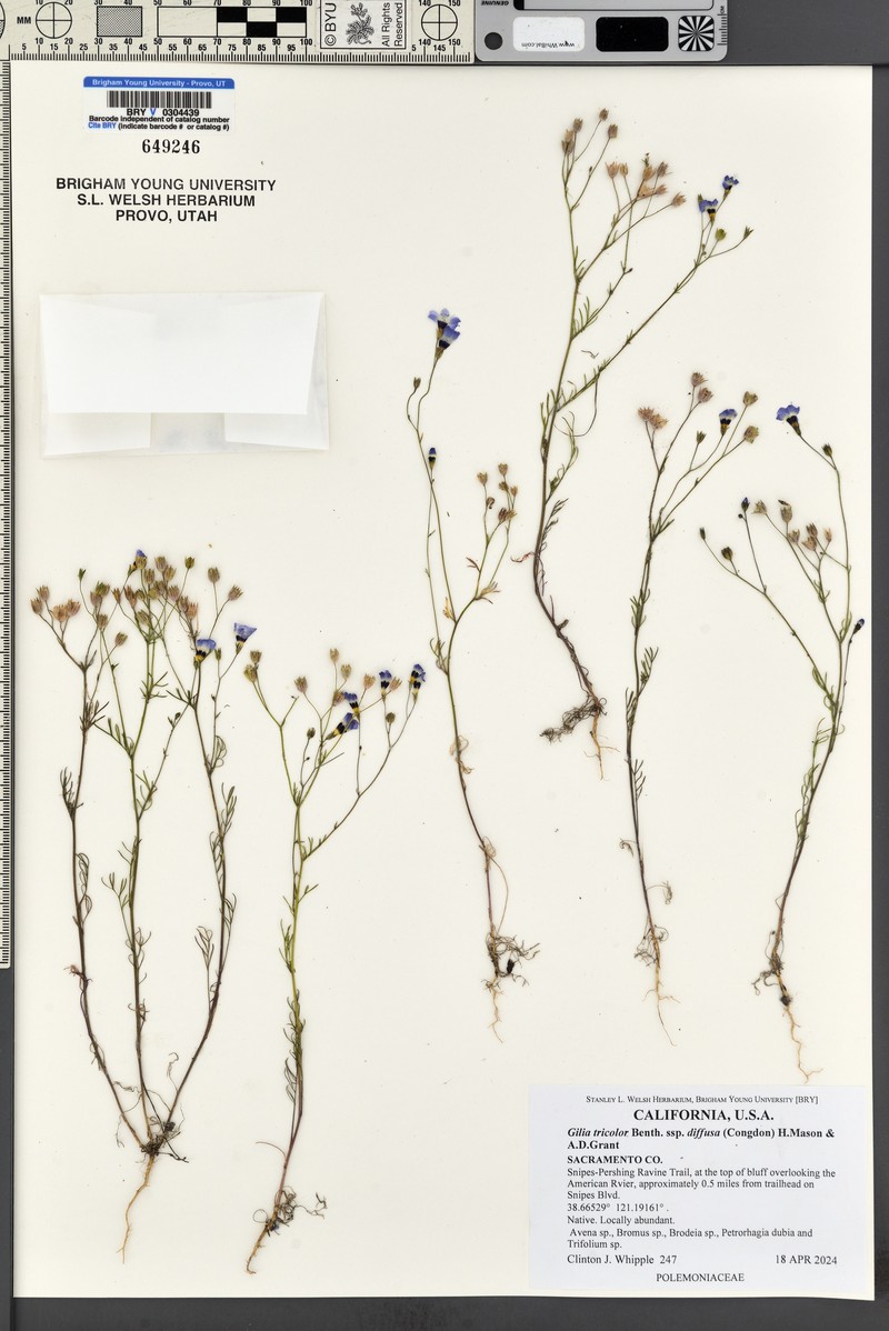 Gilia tricolor subsp. diffusa photo 8