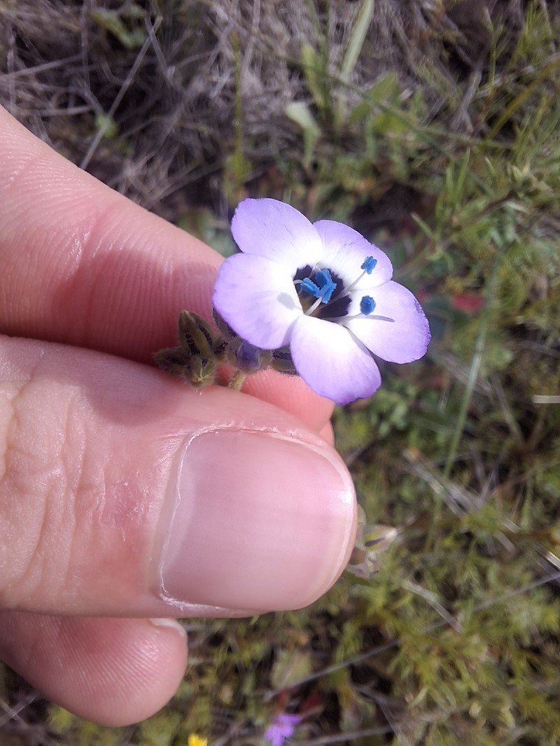 Gilia tricolor subsp. tricolor