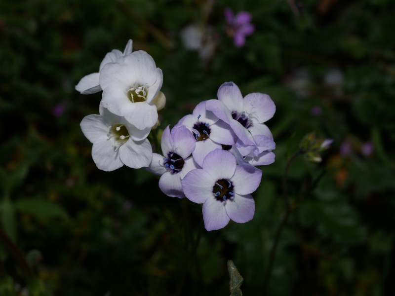Gilia tricolor subsp. tricolor photo 2