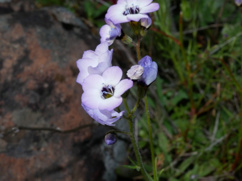 Gilia tricolor subsp. tricolor photo 3