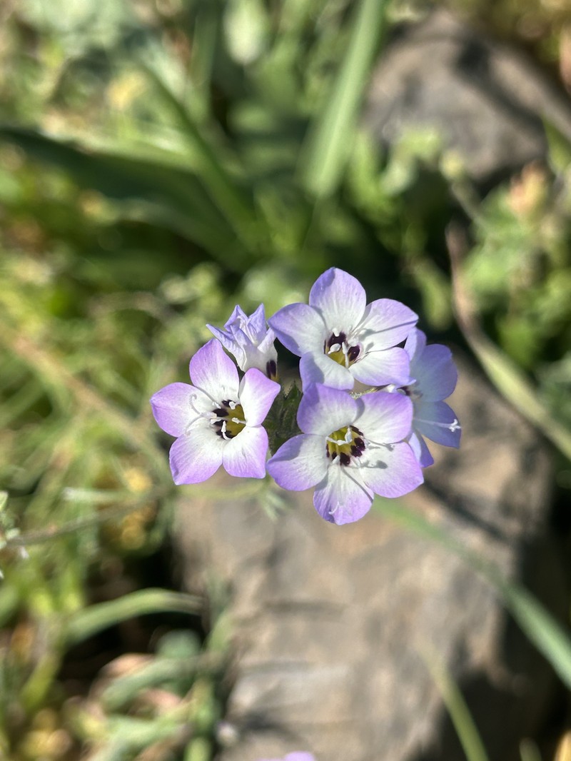 Gilia tricolor subsp. tricolor photo 4