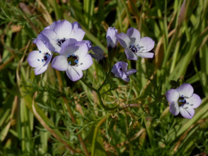 Gilia tricolor subsp. tricolor photo 5