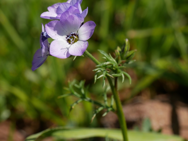 Gilia tricolor subsp. tricolor photo 6