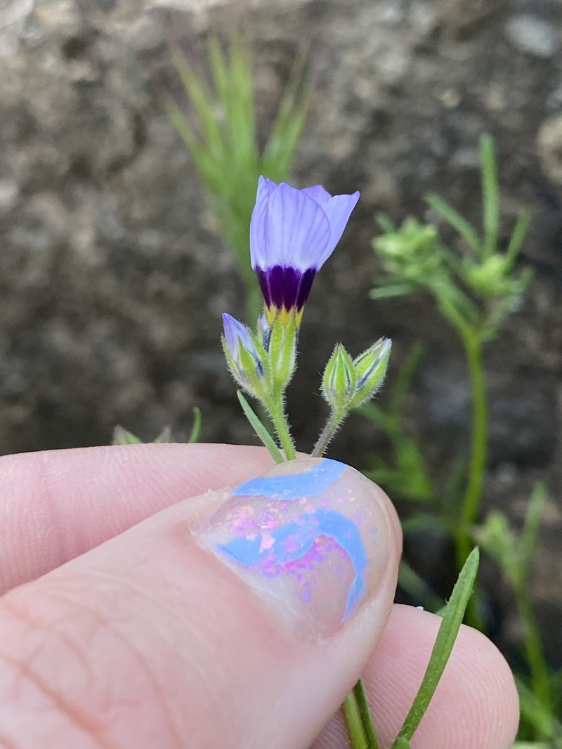 Gilia tricolor subsp. tricolor photo 7