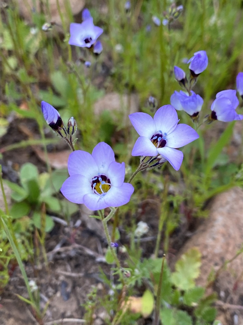 Gilia tricolor subsp. tricolor photo 8