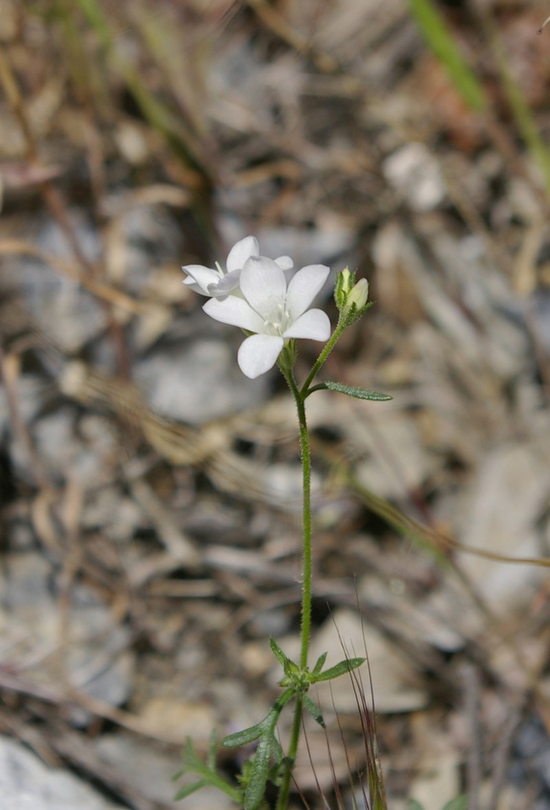 Boyden Cave Gilia