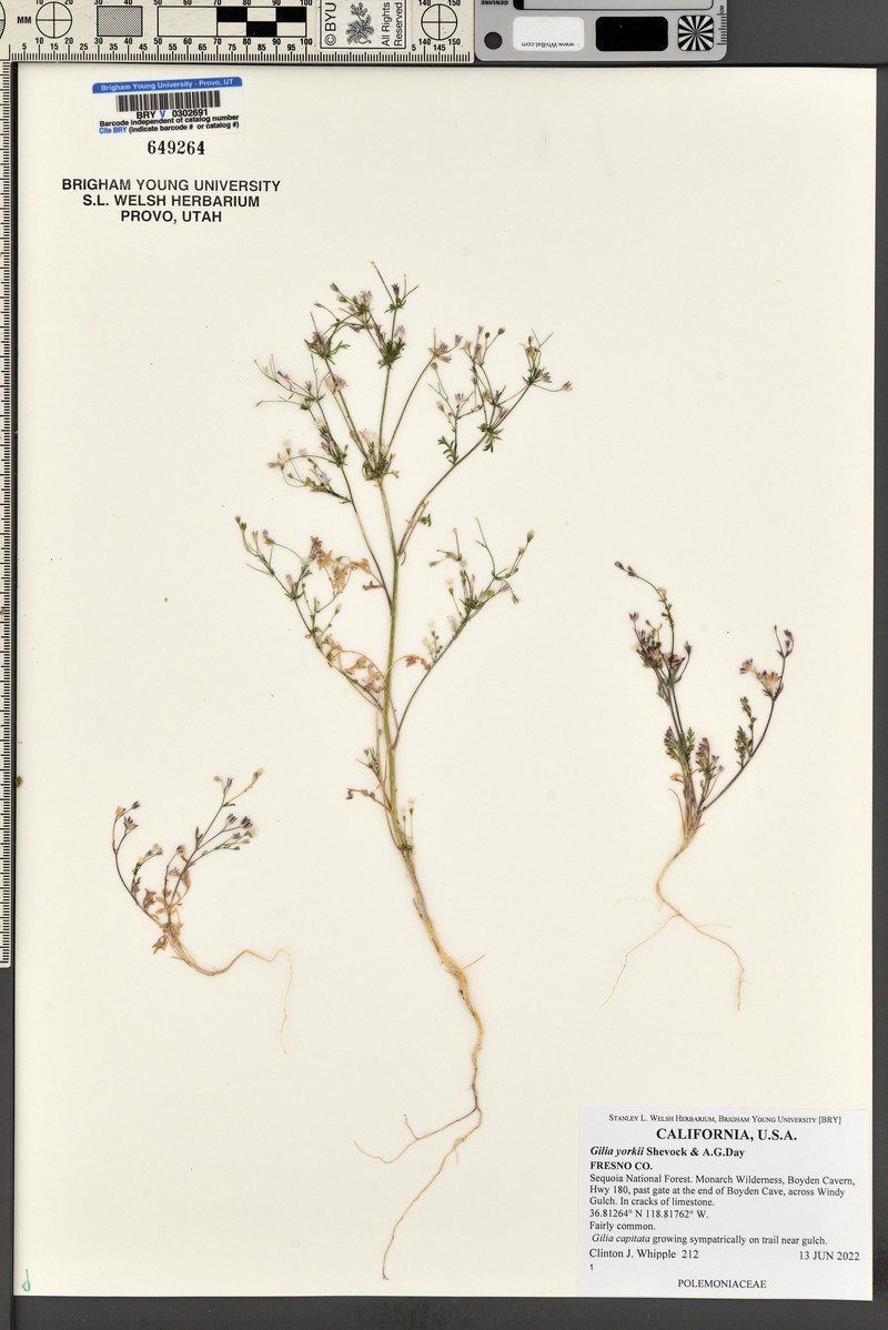 Boyden Cave Gilia photo 3