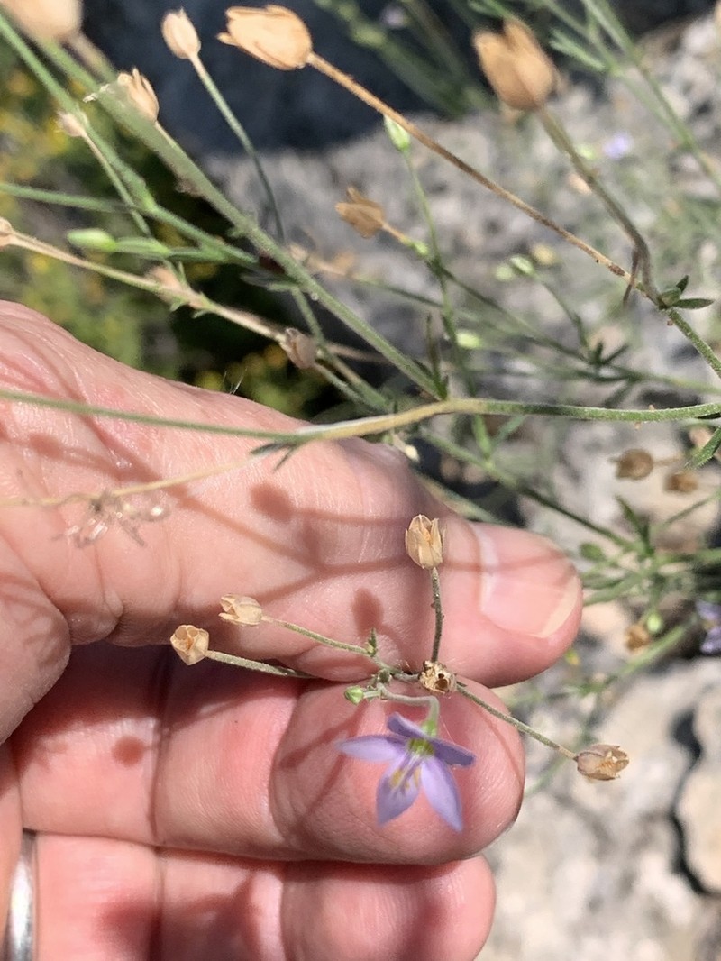 Splitleaf Gilia