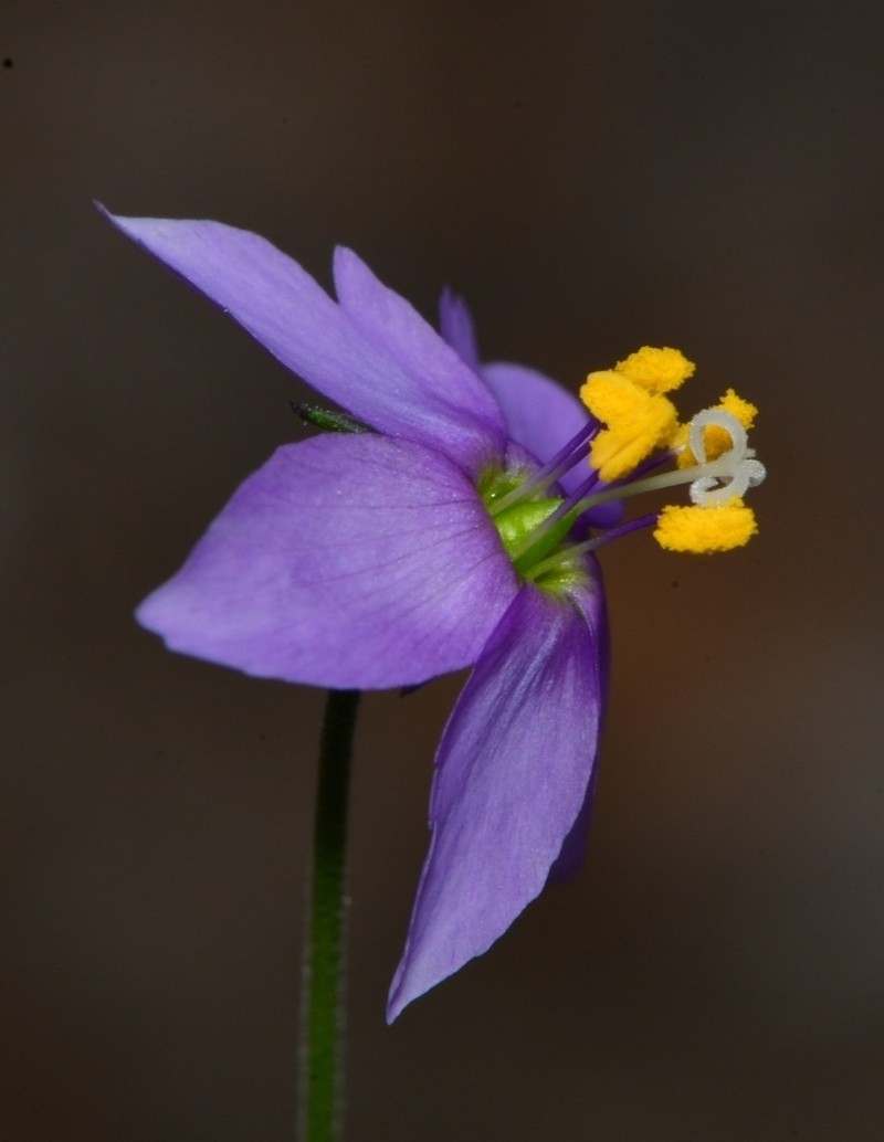 Splitleaf Gilia photo 2