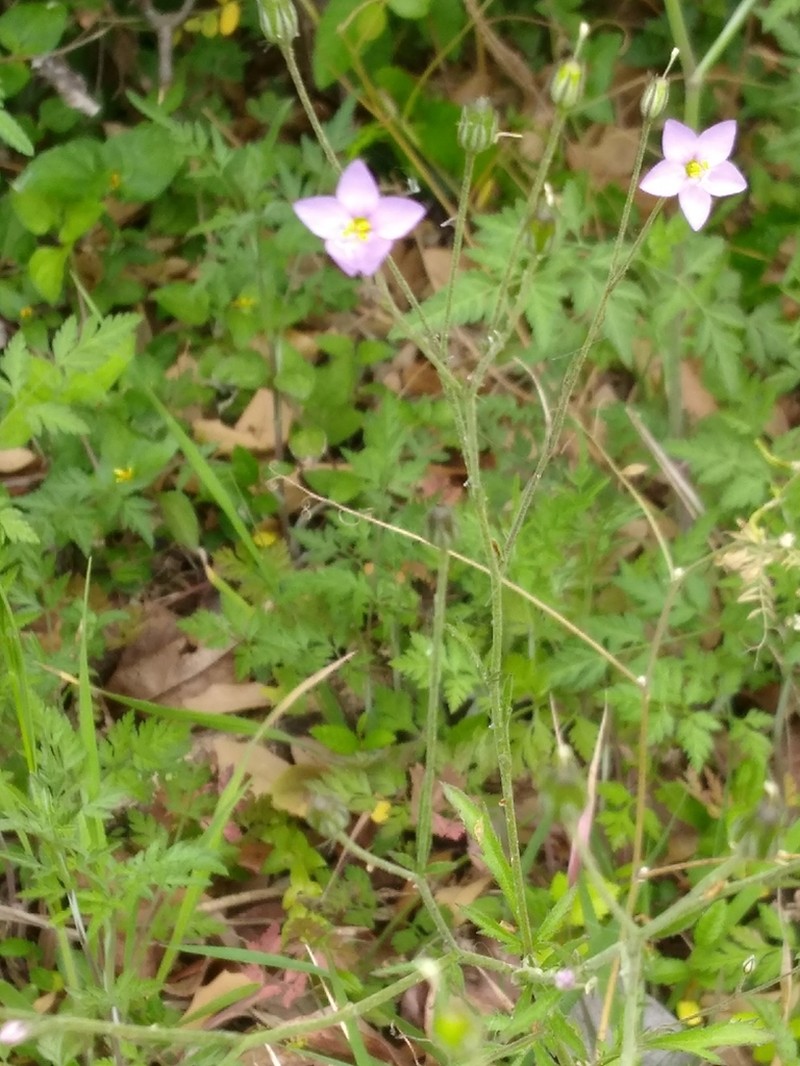 Splitleaf Gilia photo 3
