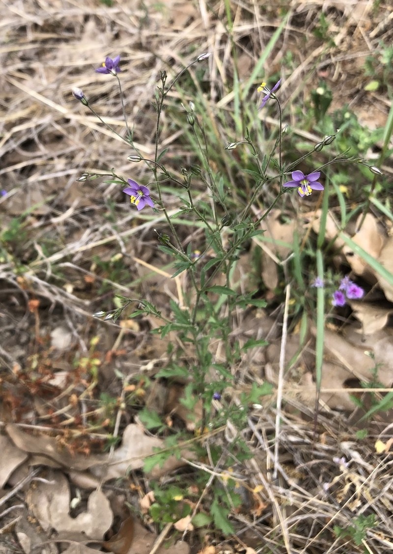 Splitleaf Gilia photo 4