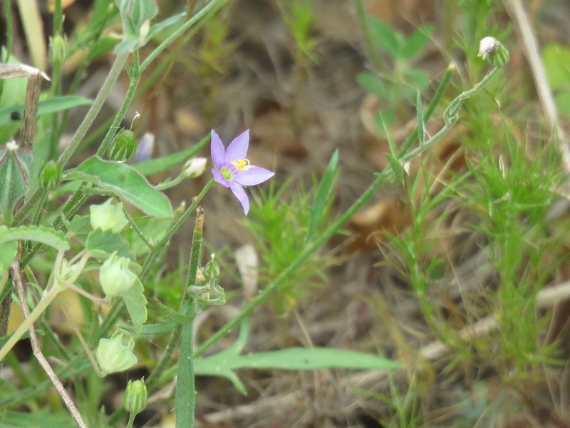 Splitleaf Gilia photo 5