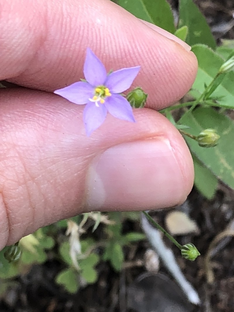 Splitleaf Gilia photo 6