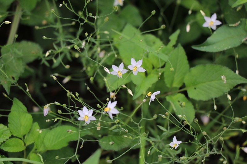 Splitleaf Gilia photo 7