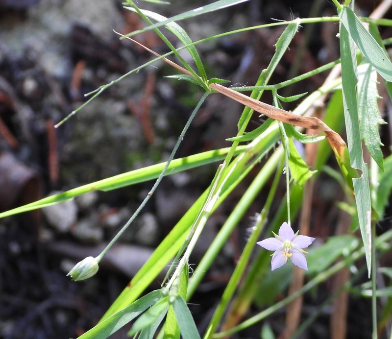 Splitleaf Gilia photo 8