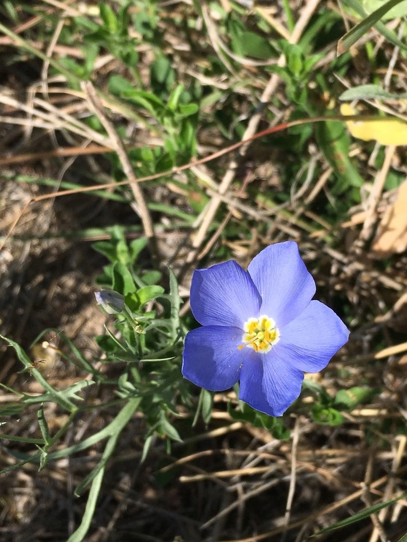 Marked Gilia