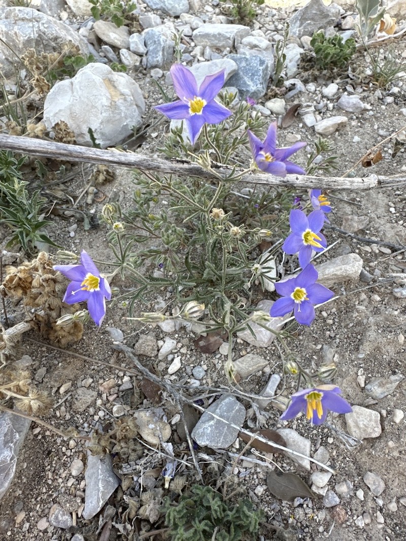 Marked Gilia photo 2