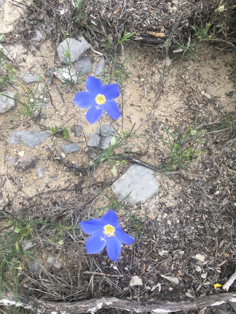 Marked Gilia photo 3